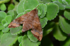 Cypoides chinensis