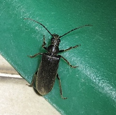 Philus antennatus