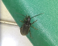 Philus antennatus