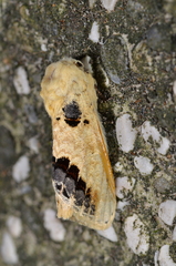 Phalera flavescens