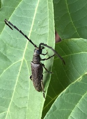 Philus antennatus