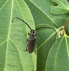 Philus antennatus