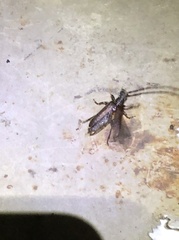 Philus antennatus