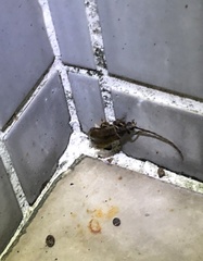 Philus antennatus