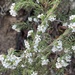 Leucopogon glacialis - Photo (c) Ellen, μερικά δικαιώματα διατηρούνται (CC BY-NC), uploaded by Ellen