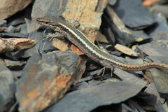 Caucasian Lizard photo 4