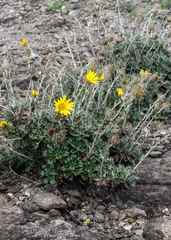 Berkheya rosulata