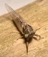 Popplepsalta notialis