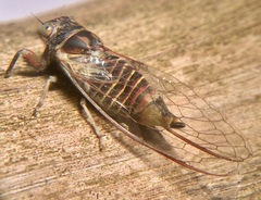 Popplepsalta notialis