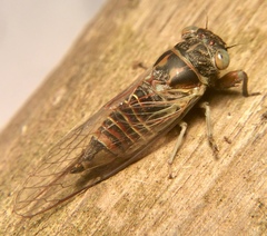 Popplepsalta notialis