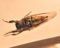 Popplepsalta notialis