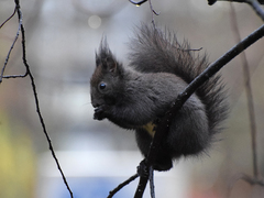 Sciurus vulgaris