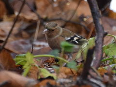 Fringilla coelebs