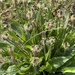 Ribwort Plantain - Photo (c) Petr Harant, some rights reserved (CC BY), uploaded by Petr Harant