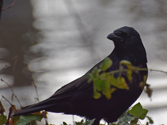 Corvus corone