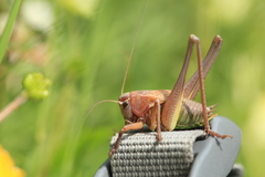Psorodonotus