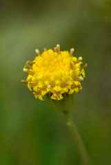 Senecio othonniflorus