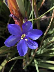 Aristea racemosa