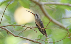 Sooty-Capped Hermit photo 3