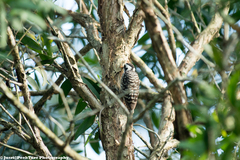 Yungipicus moluccensis