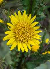 Berkheya rhapontica rhapontica