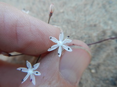 Strumaria tenella tenella