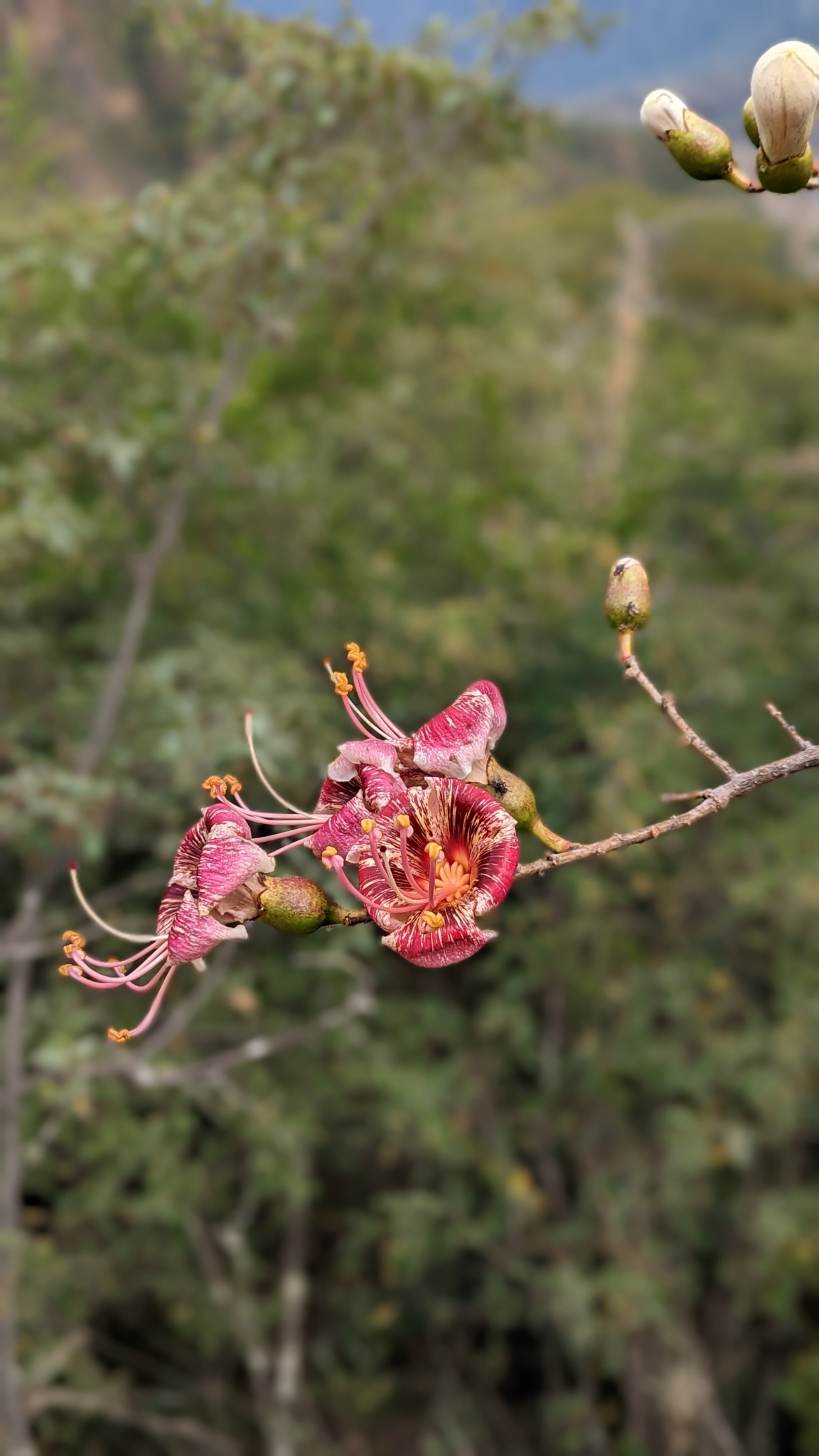Ceiba boliviana