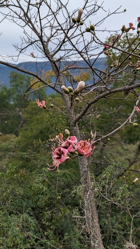 Image of Ceiba Boliviana (Ceiba boliviana) by no rights reserved
