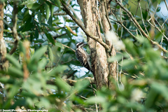 Yungipicus moluccensis