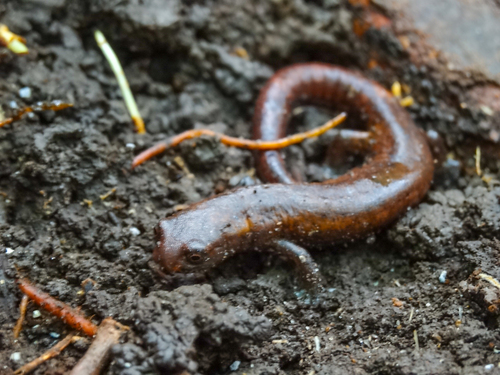 Culata Mushroomtongue, Bolitoglossa orestes