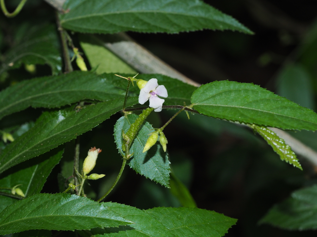 Helicteres glabriuscula
