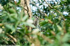 Yungipicus moluccensis