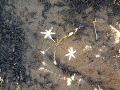 Strumaria tenella tenella