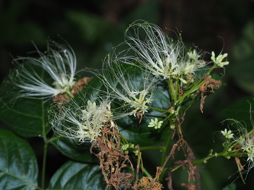 Albizia lucidior observed 2023-05-30