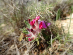 Anthyllis vulneraria rubriflora