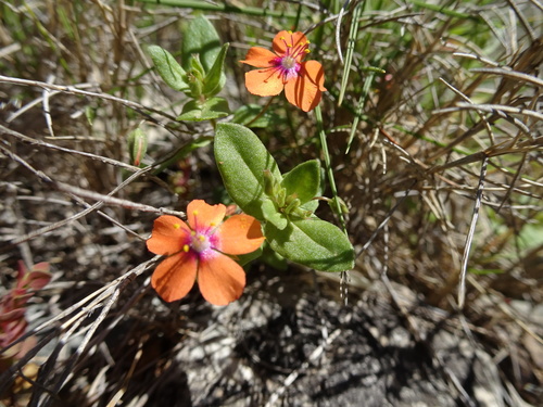 Vidac (Lysimachia arvensis)