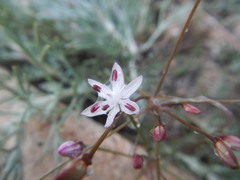 Strumaria tenella tenella