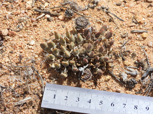 Image of Cheiridopsis namaquensis by (c) amantedarmanin, some rights reserved (CC BY)