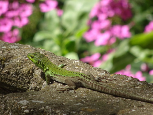 Jadranska primorska gušterica (Podarcis siculus campestris)