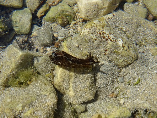 Morski zekan (Aplysia fasciata)