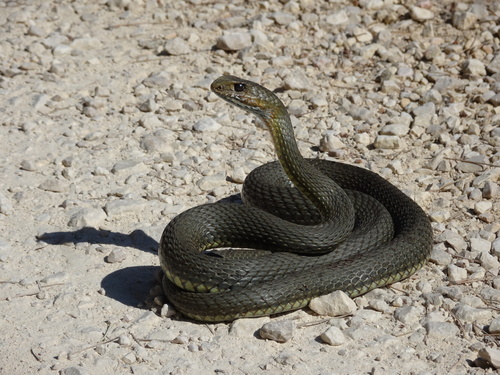 Eastern Montpellier Snake