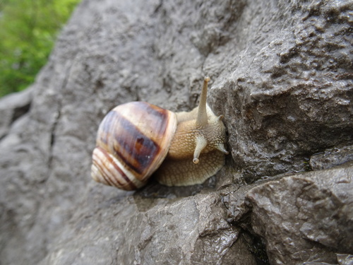 Brdar (Helix secernenda)