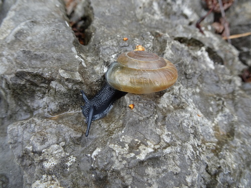 Spljošteni pasjak (Aegopis compressus)
