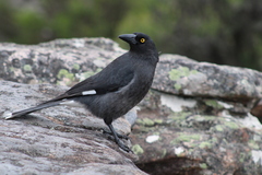 Pied Currawong photo 1