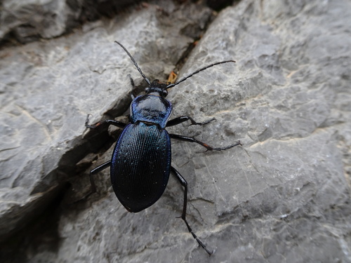 Verižasti trčak (Carabus catenulatus)