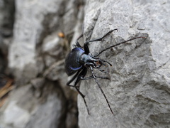 Carabus catenulatus