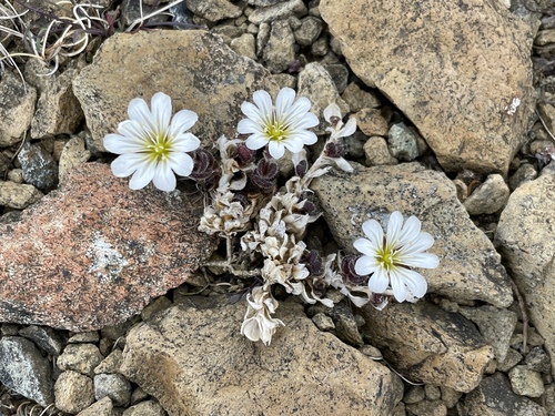 Cerastium nigrescens, photograph 1