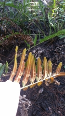 Acrostichum danaeifolium