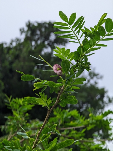 Ormocarpum cochinchinense iNat (1)