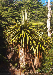 Cordyline indivisa